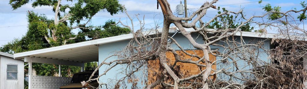 Fallen down tree after hurricane in Florida. Consequences of natural disaster.