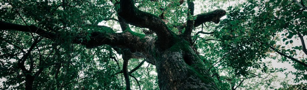 an old tree and a blue sky in background